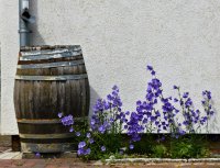 Je tuin schreeuwt dit jaar om een regenton
